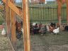 SDC13847.JPG